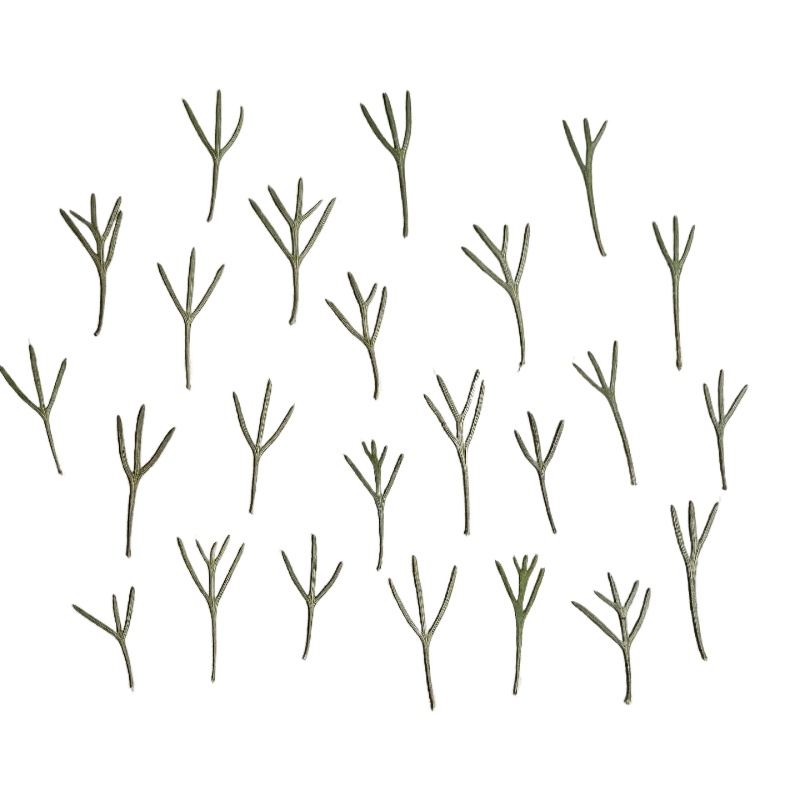 Dried Flower Bookmark - 24枚入り、本物の押し花アキレアの葉、エポキシ樹脂モールド用乾燥花材、植物ウォールアート、手作りブックマークDIY用品
