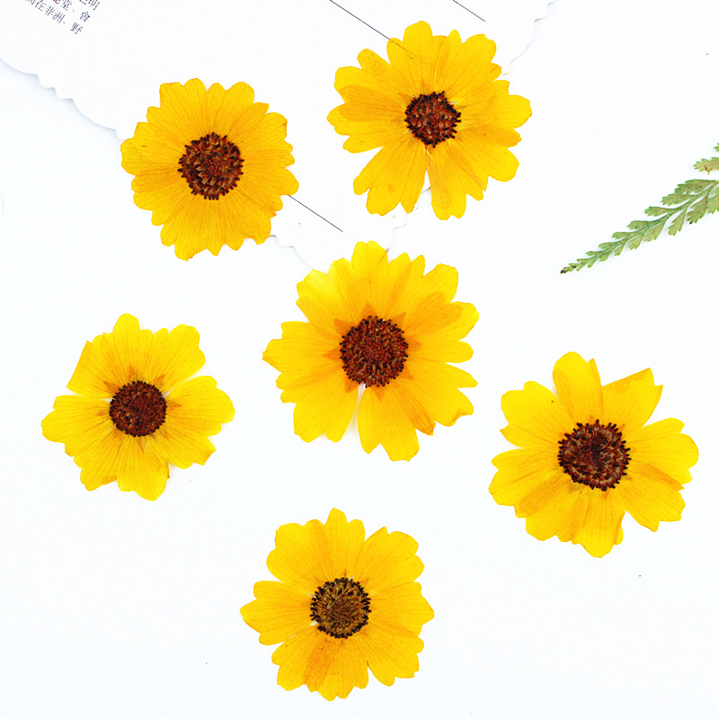24個入り、天然の切り花（菊）を圧縮した花材。DIYレジンア - Dried Flower Bookmark のレビューと価格