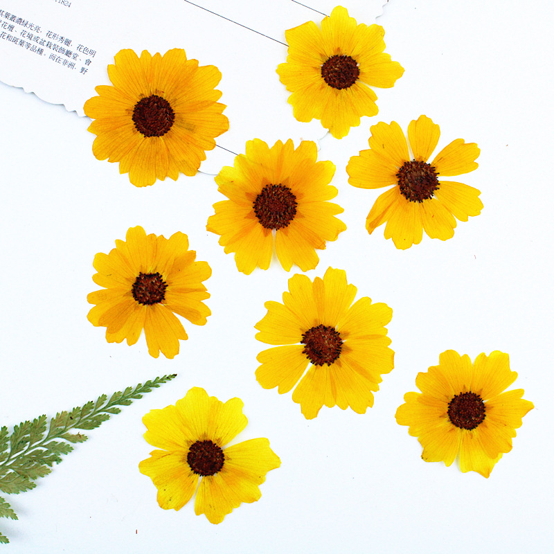 24個入り、天然の切り花（菊）を圧縮した花材。DIYレジンア - Dried Flower Bookmark のレビューと価格