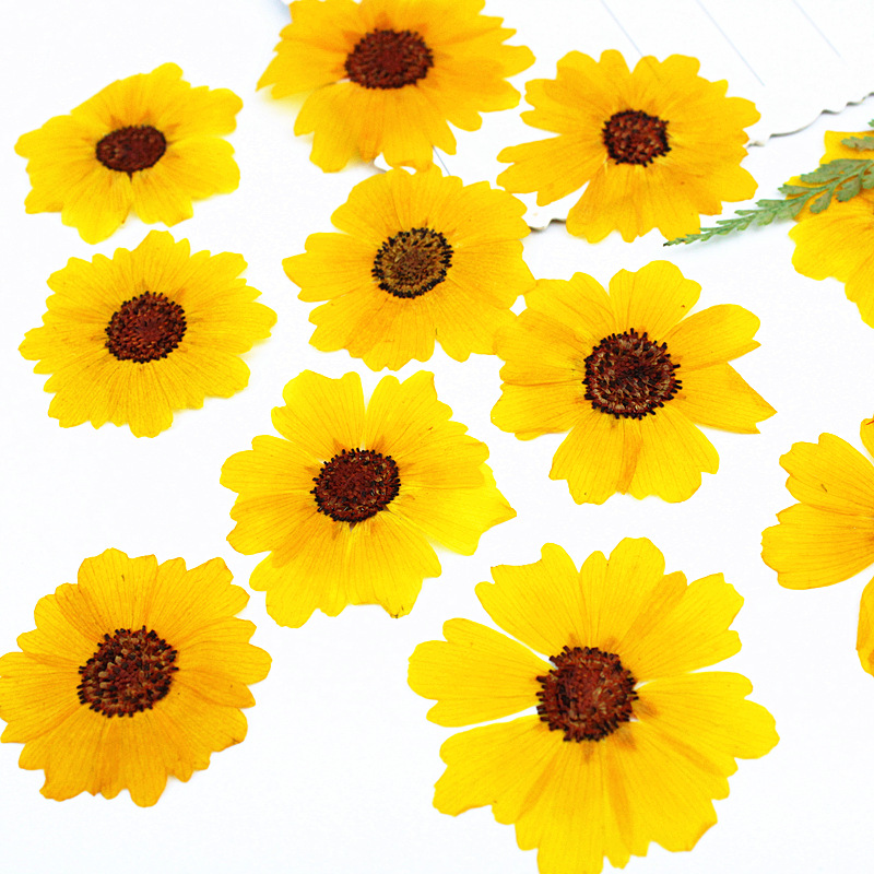 24個入り、天然の切り花（菊）を圧縮した花材。DIYレジンア - Dried Flower Bookmark のレビューと価格